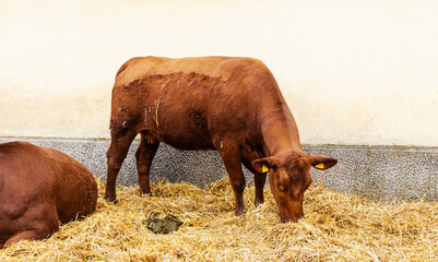 Domestic cattle. Photo of brown cow in countryside.