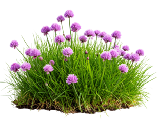 Grass Patch with Scattered Purple Chive Blooms, Natural Meadow Look, Transparent Background PNG