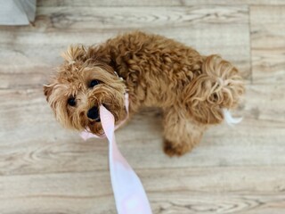 Young dog chewing on leas.h indoors – playful puppy waiting to go outside.
