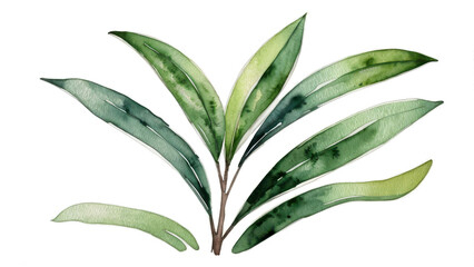 Emerald Botanical Study: A detailed watercolor illustration showcasing a vibrant display of green leaves, meticulously painted to capture the essence of natural botanical elegance.