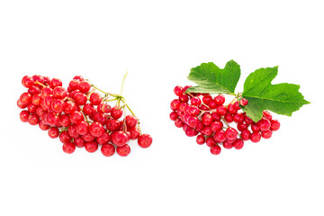 Viburnum Opulus plant berries and leaves isolated on white background.