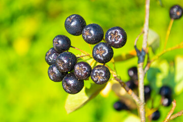 Closeup of Chokeberry berries with fresh leaves on blurred green background.