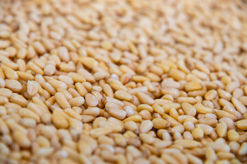 Close up of dried organic pine nuts pinoli or pignoli. background in shallow depth of field. Healthy spices, nuts, seeds and plant foods.