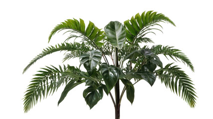 Botanical Oasis:  A flourishing, vibrant plant stands tall, its lush green leaves creating a refreshing and inviting environment.
