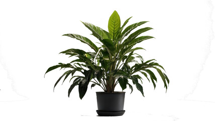 Elegant Foliage: A striking, healthy houseplant, showcasing lush, verdant leaves. The perfect touch of nature in any living space.