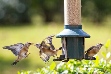 Goldfinches fight over food at a garden bird feeder. Ornithology and bird watching picture of British garden birds. 