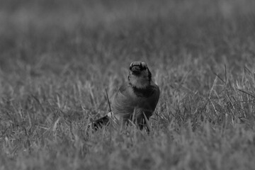 La Plaine 31 Août 2025 N&B