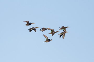 Flock Of Green-Winged Teals Flying In The Sky Now