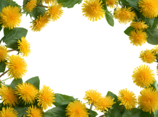 Spring yellow dandelion border, isolated on a transparent background, PNG