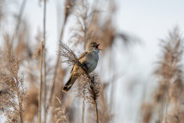 Great Reed Warbler Sings In The Reeds