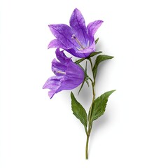 Purple bell flowers on a stem
