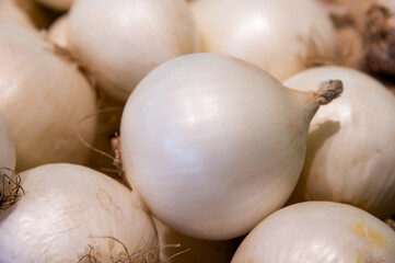 Fresh onions. Onion background. Ripe onions. Onions at the market, lying in a beautiful pile, fresh harvest from the farm