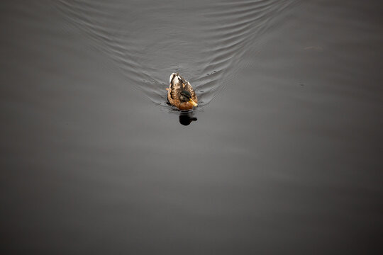 A single duck with brown and white plumage moves through dark, reflective water, creating soft ripples. The composition highlights the duck as the focus.