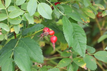 Branch of Wild Plum with Fruits Close-Up
