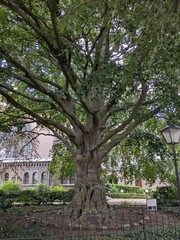 Majestic tree before a church