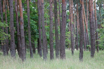 Mature pine forest with grassy ground
