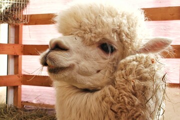 Close-up of White Huacaya Alpaca Head. White Alpaca Face Looking Sideways. Portrait of a White Woolly Alpaca. Huacaya Alpaca Head and Neck Detail. White Alpaca with Fluffy Fleece