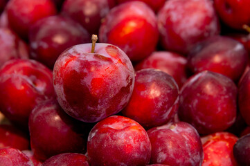 Fresh red plum. Lots of plums in shallow depth of field. Delicious seasonal fruits