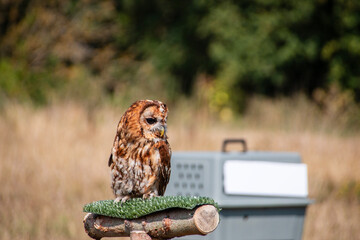 A tawny owl