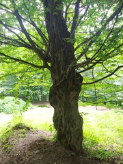 Fototapeta premium tree in the woods