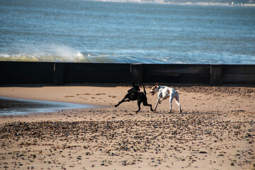 Dogs running on the beach on a beautiful summers day.