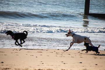 Dogs running on the beach on a beautiful summers day.