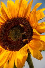 A close up view of sun flowers with bees and bumble bees collecting nectar,