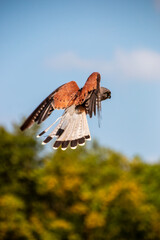 A view of a felcon in flight at a bird of prey sanctuary