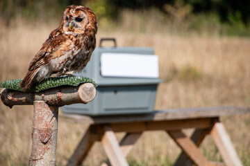 A tawny owl sitting a a perch during a flying session