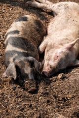 A close up view of two pigs enjoying the summer sun.