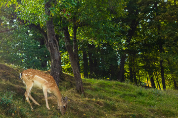 young deer grazing in dense forest. wild animal in natural habitat. wildlife photography. animal portrait. artistic portrait of deer. lush
