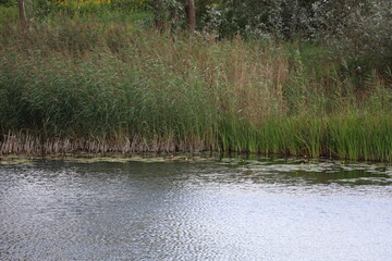 Waterbody with Reeds and Aquatic Plants Along Shoreline