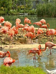 flamingos in the lake