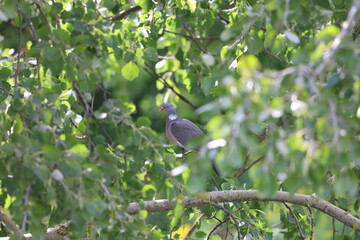 Wild Pigeon Perched on Tree Branch Among Leaves