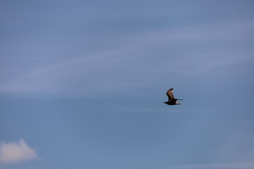 Seagull Flying Gracefully Against Cloudy Sky