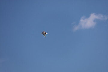 Seagull Flying Gracefully Against Cloudy Sky