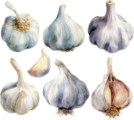 Obraz premium Watercolor Garlic Ensemble on Black, Clipping Path Illustration