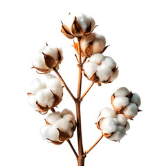 Cotton Plant Branch with Bolls Isolated on Transparent Background Soft White Fiber for Textile Industry on transparent background cotton plant