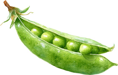 Watercolor Green Pea Pod