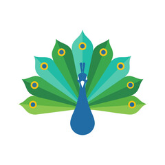 Elegant peacock with vibrant blue and green plumage and fanned tail feathers silhouette isolated on white background