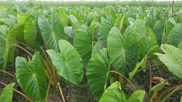 Taro plants in the field
