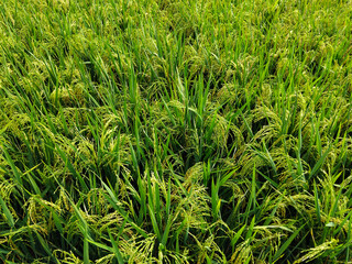 Golden rice plants with heavy grains bending among lush green leaves, showing a ready to harvest paddy field under natural sunlight.