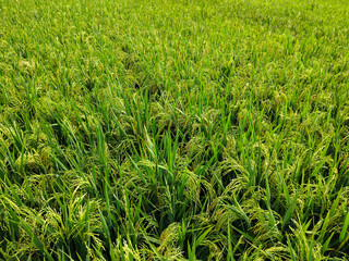 Golden rice plants with heavy grains bending among lush green leaves, showing a ready to harvest paddy field under natural sunlight.