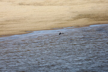 Fototapeta premium Island in the Vistula River with Various Birds