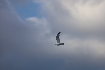 Seagull Flying Gracefully Against Cloudy Sky