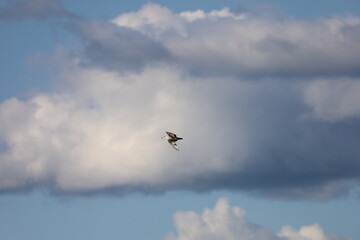 Seagull Flying Gracefully Against Cloudy Sky