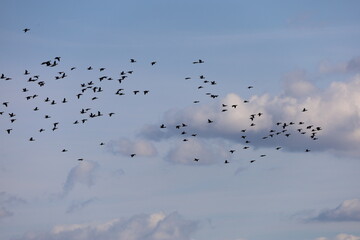 Flock of Cormorants Flying Across Cloudy Sky