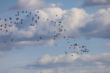 Flock of Cormorants Flying Across Cloudy Sky