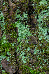 Tree bark lichen is a symbiosis of an algae or cyanobacteria living among filaments of multiple fungi species. Fungal mold spot live on rotten wood in the forest. Concept for biology and biodiversity