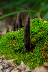 Xylaria polymorpha emerging from moss in a forest environment during early spring
